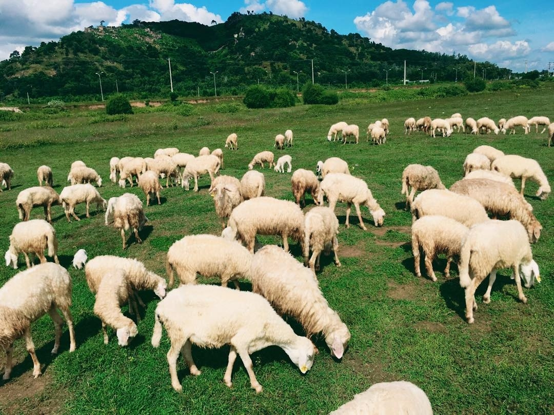 Không gian thảo nguyên xanh mát cùng những chú cừu trắng