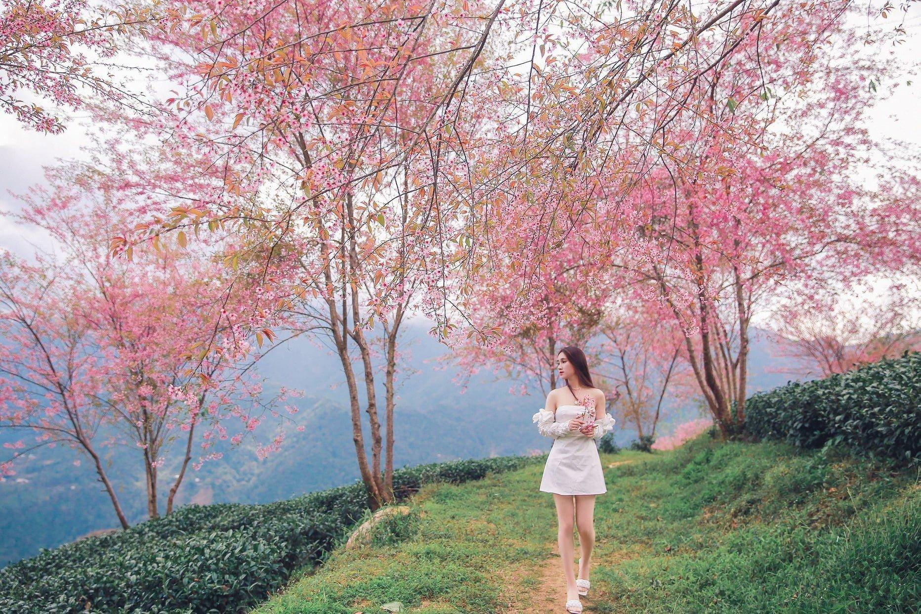 Tháng 2 tháng 3 ở Sâp là thời điểm tuyệt vời để ngắm nhìn những màu sắc rực rỡ nhất của vùng đất này