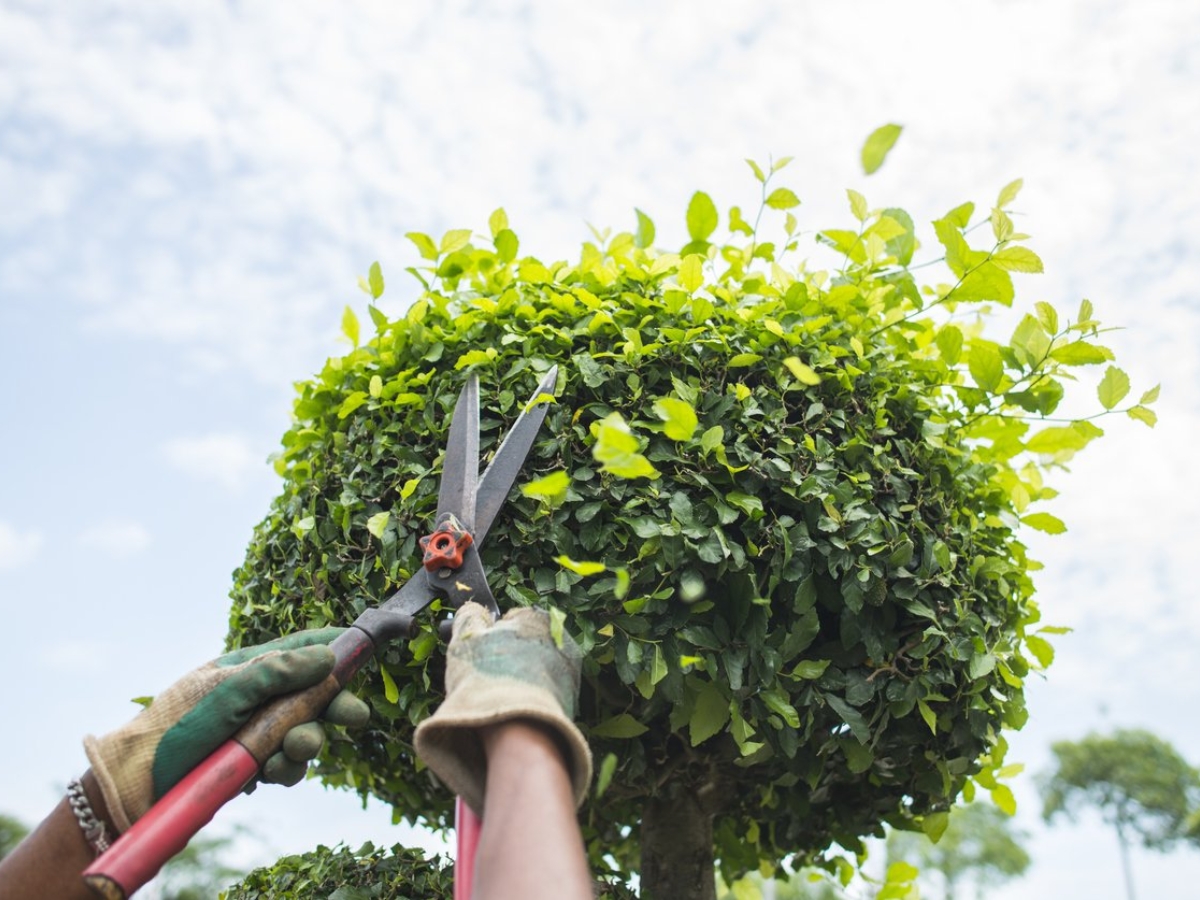 Để khả năng chiếu sáng của đèn công viên duy trì ở mức tốt nhất, chúng ta cần cắt tỉa gọn gàng cành cây ở xung quanh thiết bị.