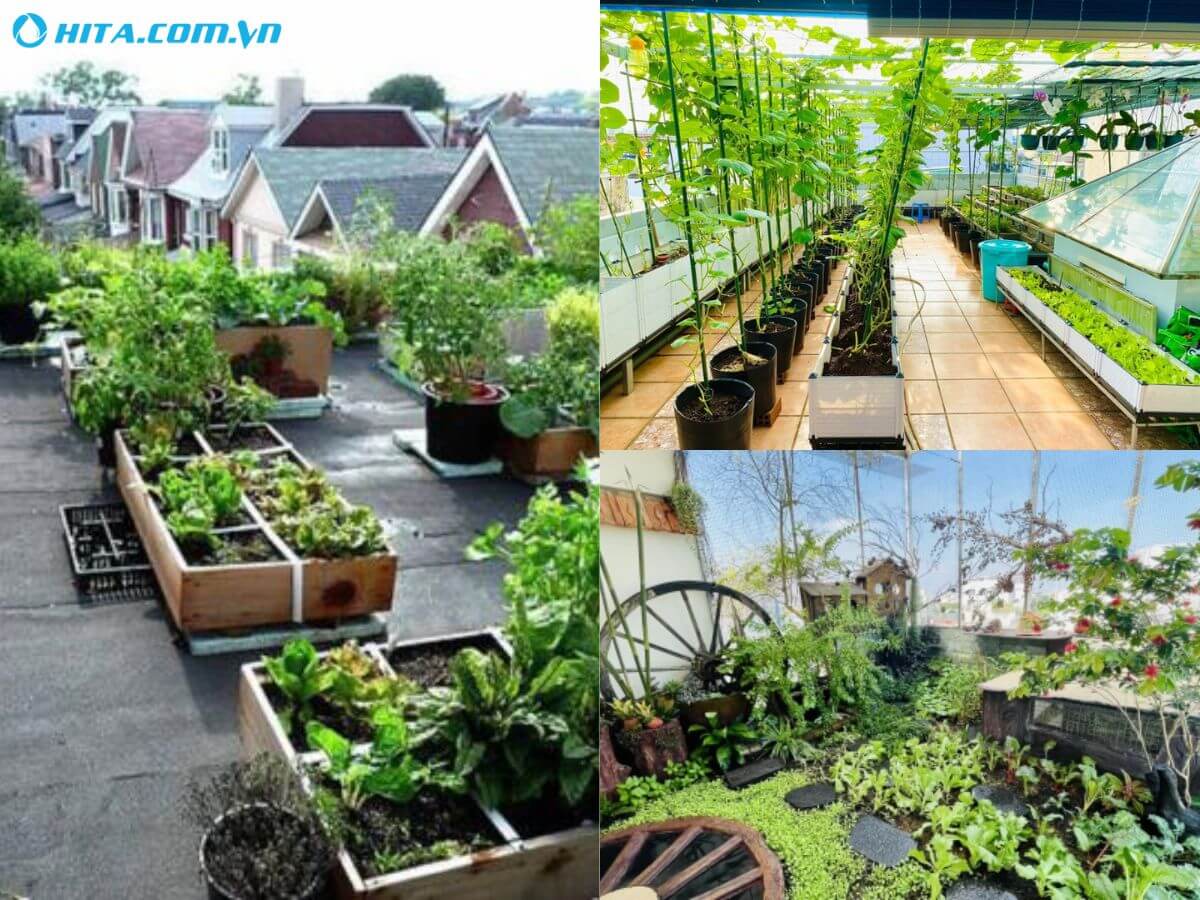 Biến s&acirc;n thượng th&agrave;nh &ldquo;khu vườn rau xanh&rdquo;