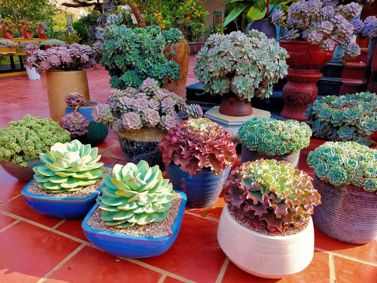 Gia chủ mệnh Mộc nên lựa chọn trang trí nhà ở bằng các loại cây như: sen đá, đại lộc, kim ngân,...