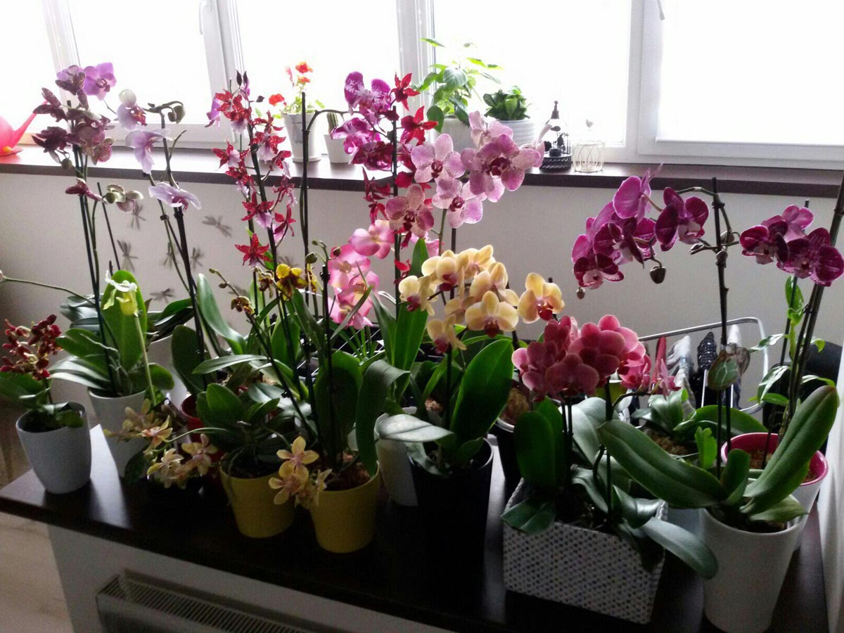 Gia chủ có mệnh Hỏa cũng rất hợp với các loại cây trồng trang trí như: lan hồ điệp, hoa hỏa tước, xương rồng,... Gia chủ mệnh Thổ