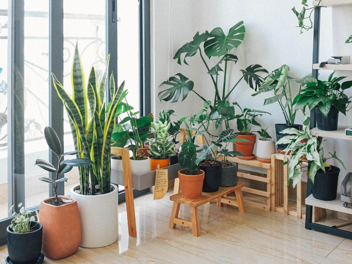 Khử mùi nhà mới xây với cây cảnh