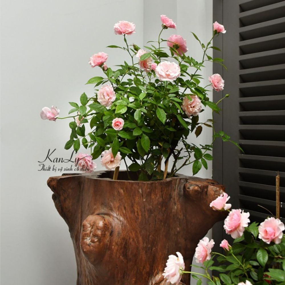 Đôn gỗ để lavabo Kanly TW02V