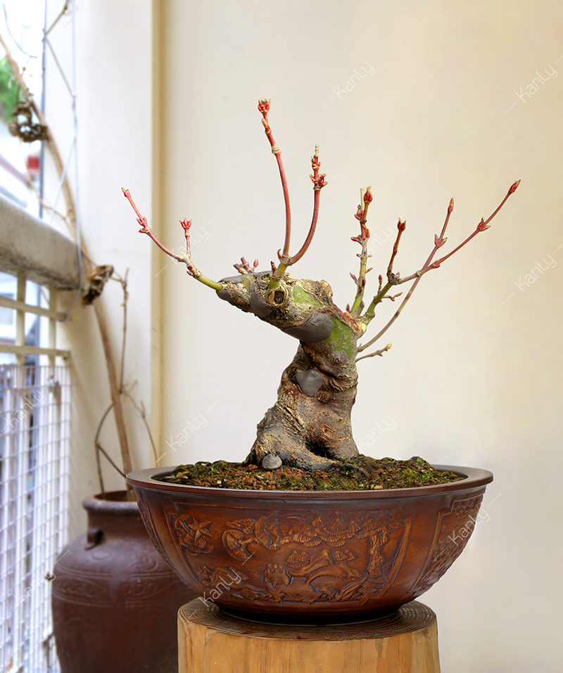 Chậu lavabo đặt bàn Kanly bằng sứ SU114